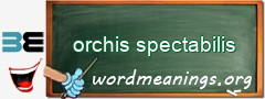 WordMeaning blackboard for orchis spectabilis